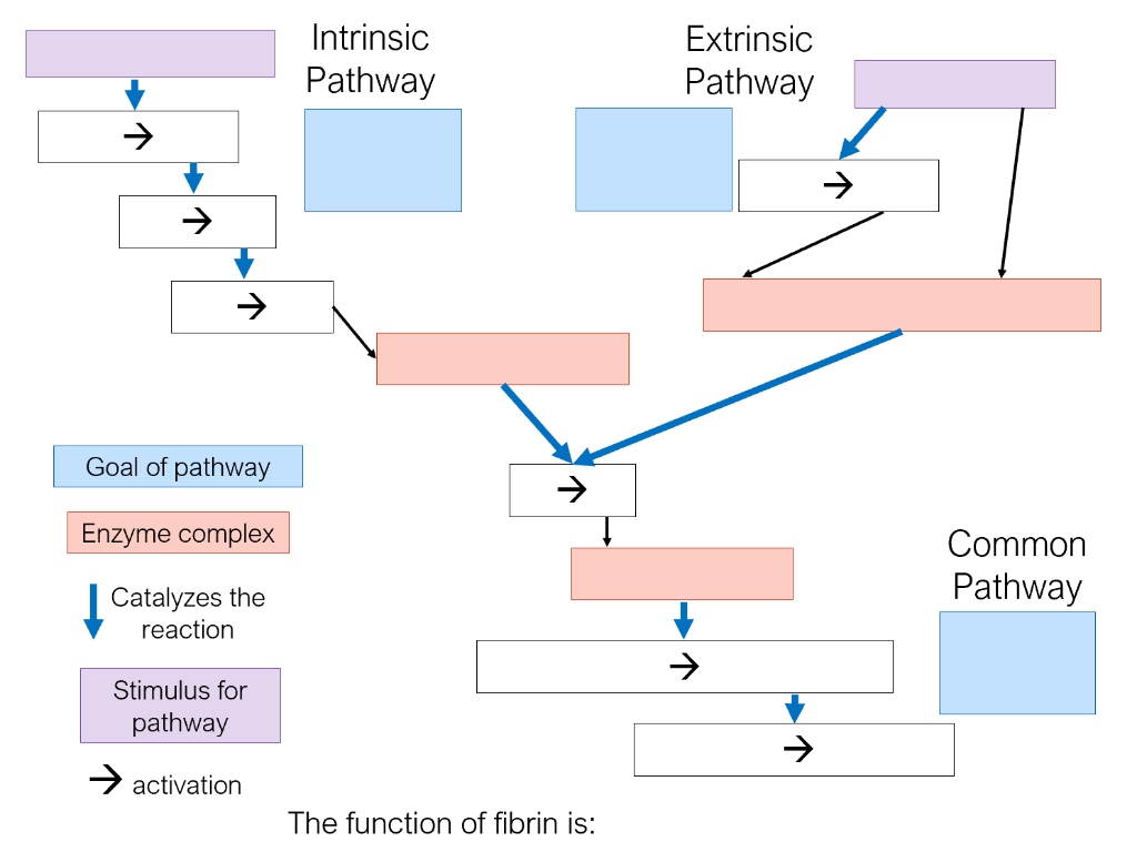 Solved Fill out the attached concept map of the three | Chegg.com