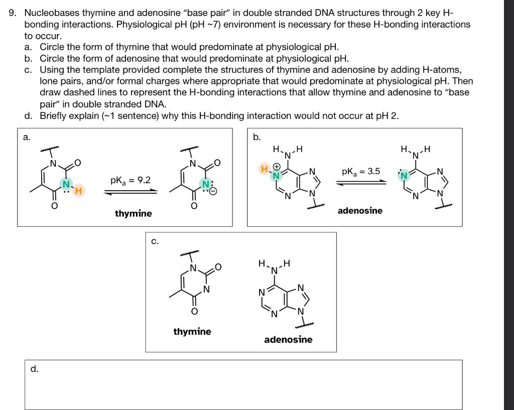 Solved 9. Nucleobases Thymine And Adenosine "base Pair" In | Chegg.com