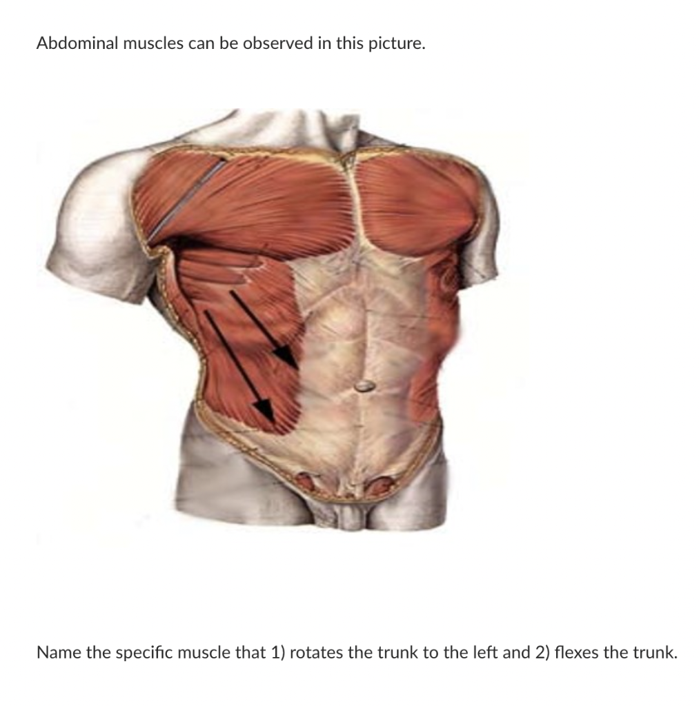 Core Muscles Names