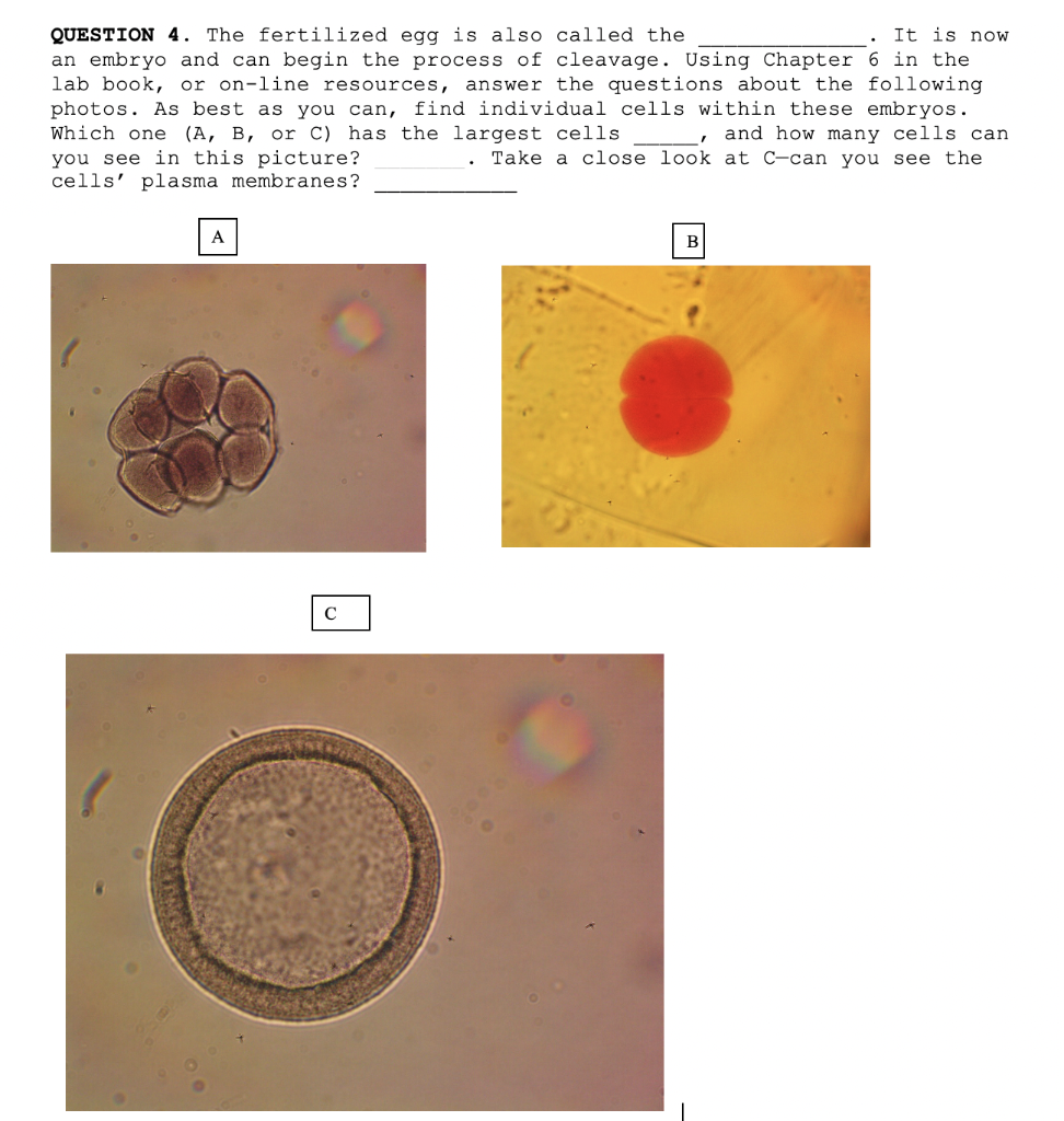 Solved QUESTION 5. Once an embryo gets through cleavage, it | Chegg.com