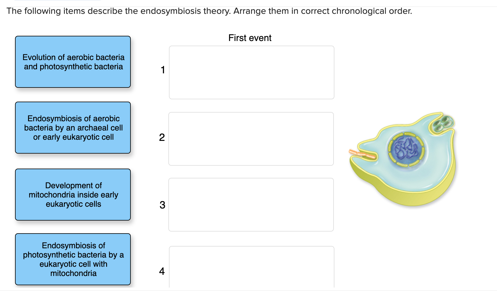 Solved The following items describe the endosymbiosis
