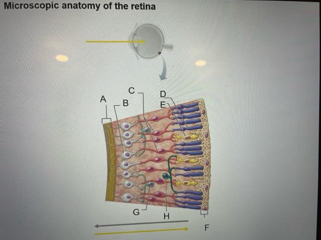 Solved Microscopic anatomy of the retina | Chegg.com