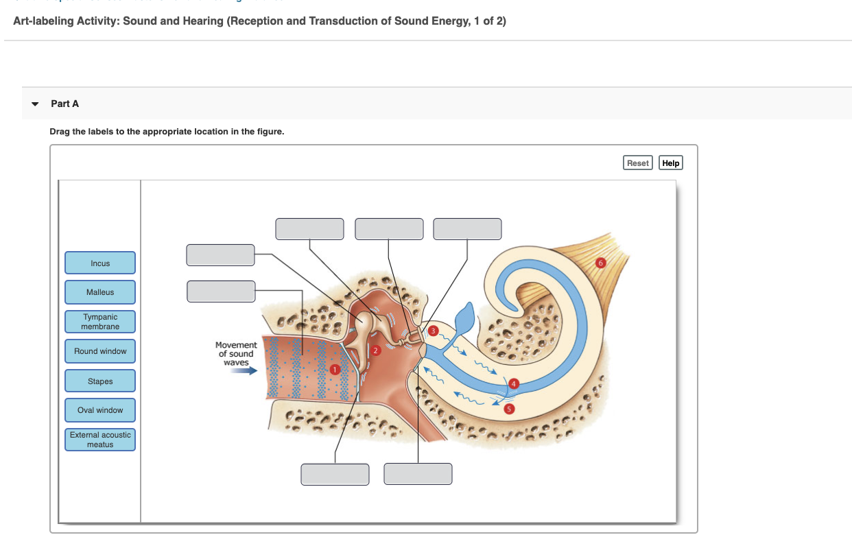 Solved Art-labeling Activity: Sound and Hearing (Reception | Chegg.com