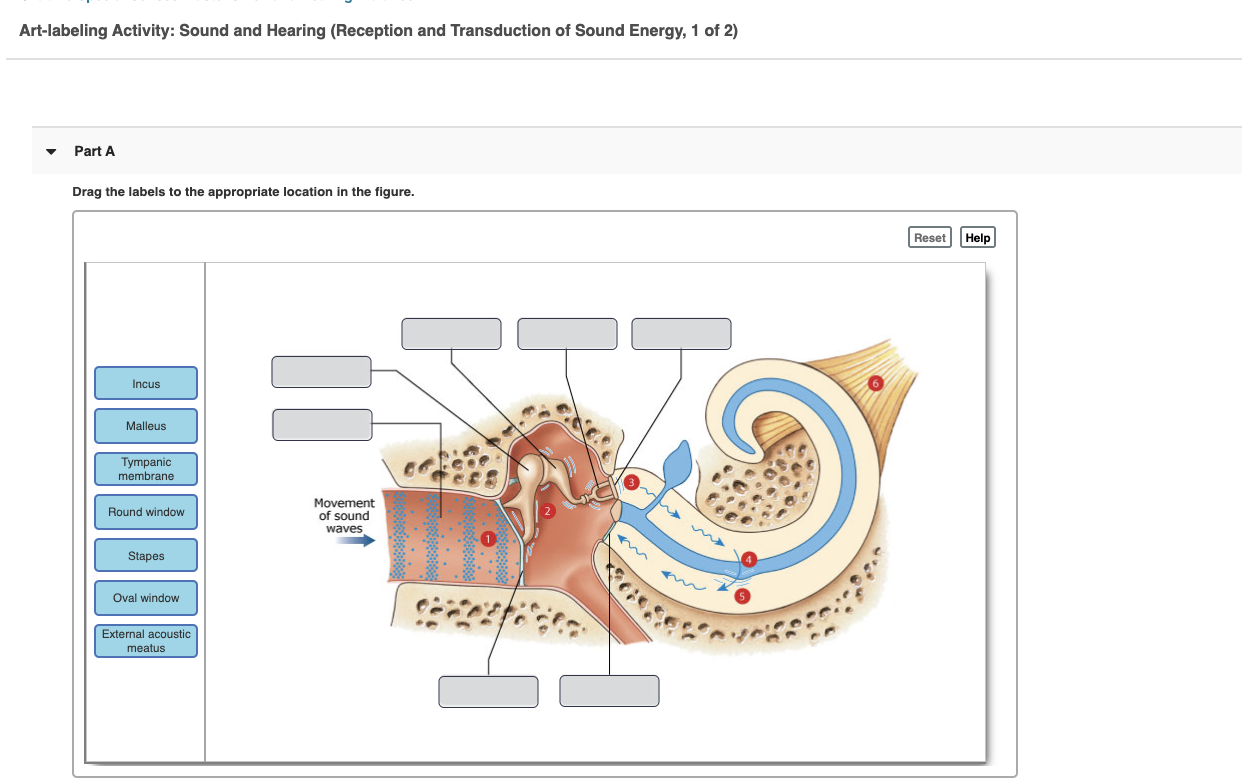 Solved Artlabeling Activity Sound and Hearing (Reception