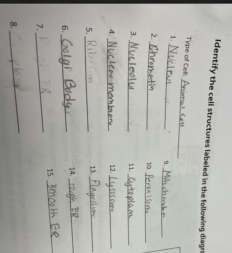 Solved Correctly Identify The Following Parts Of A Cell Chegg Com
