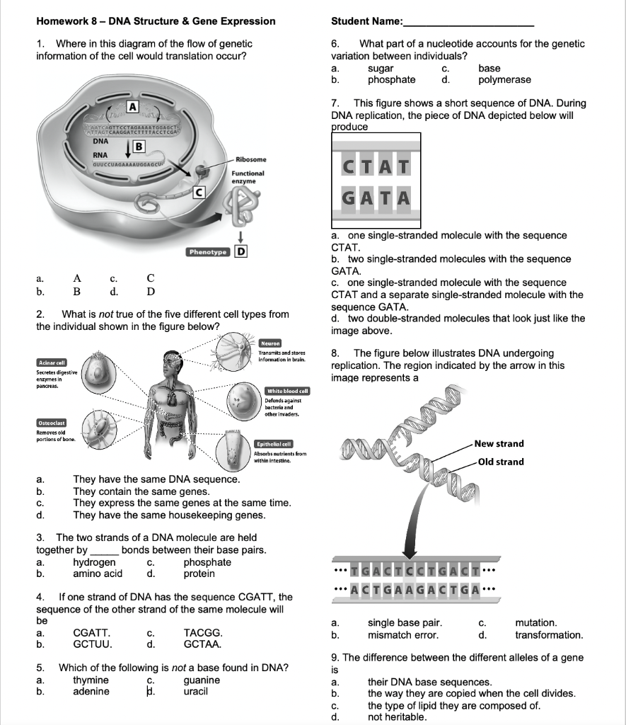 Solved Homework 8 - DNA Structure & Gene Expression Student | Chegg.com