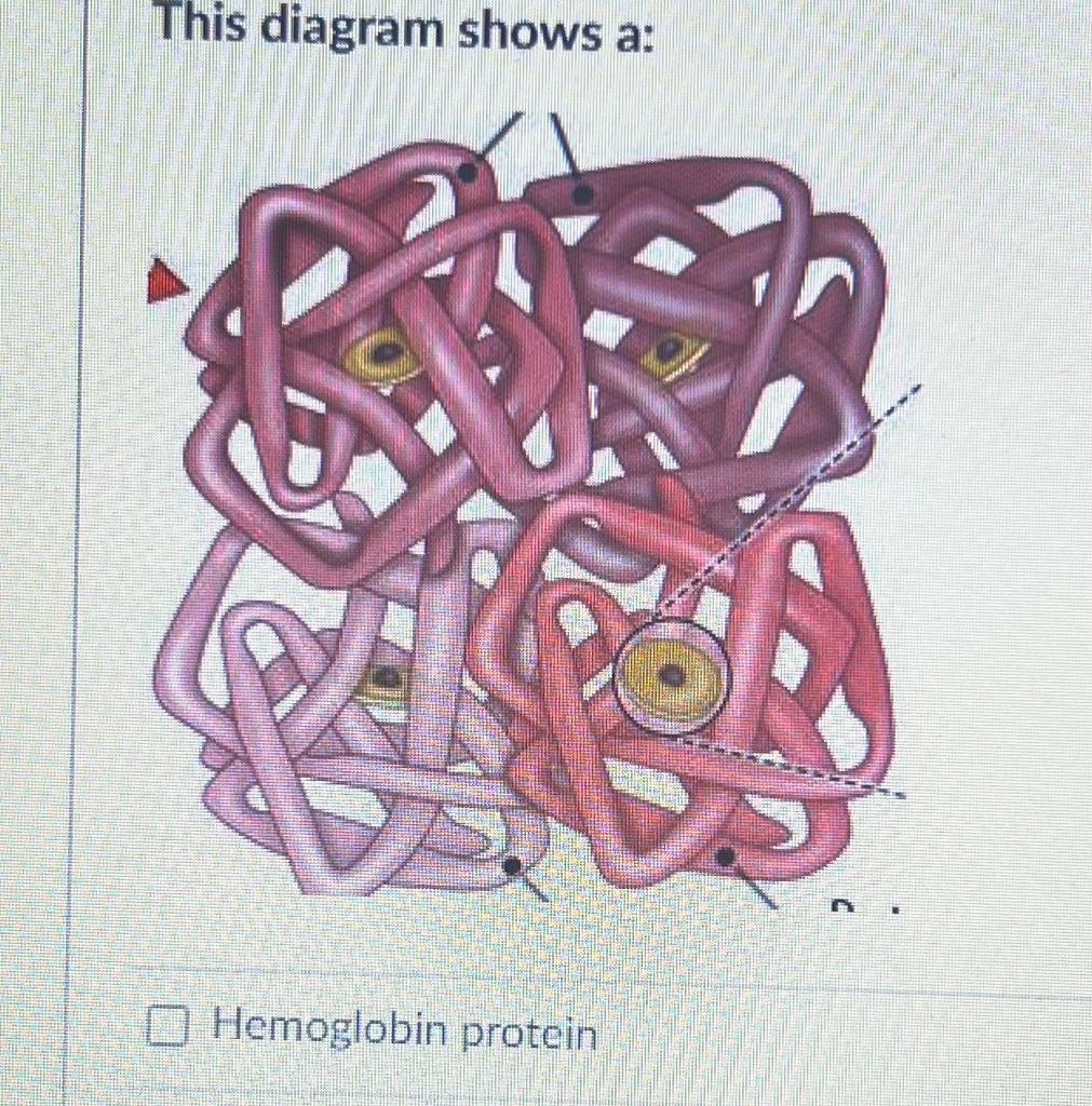 This diagram shows a:
Hemoglobin protein