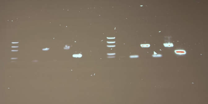 Solved Were your PCRs contaminated? Use gel results to back | Chegg.com