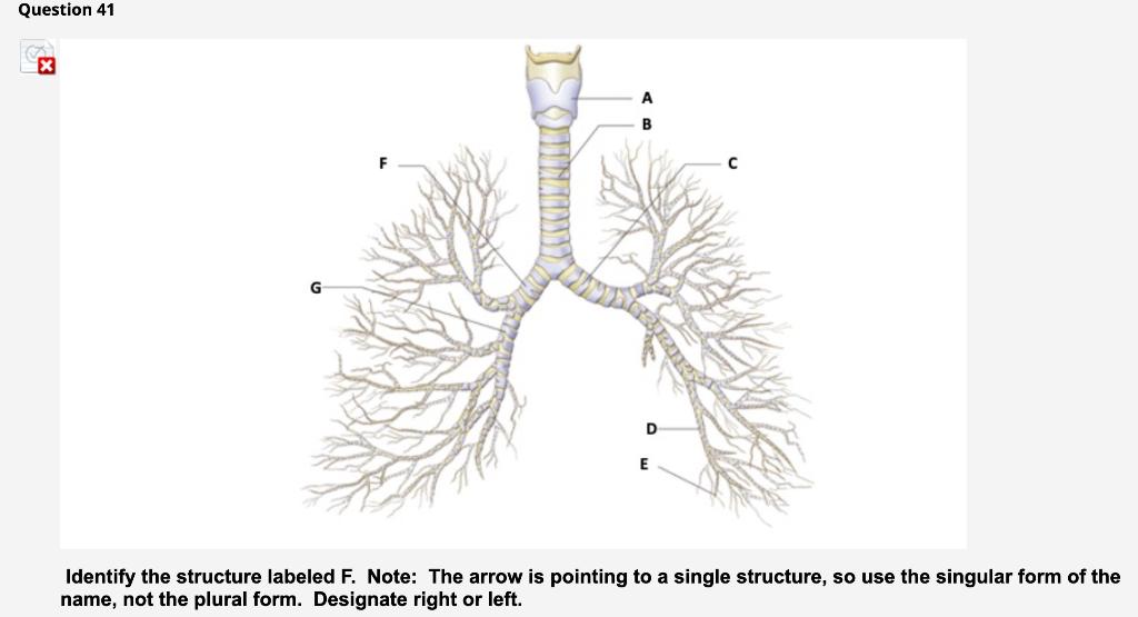 Identify the structure labeled F. Note: The arrow is | Chegg.com