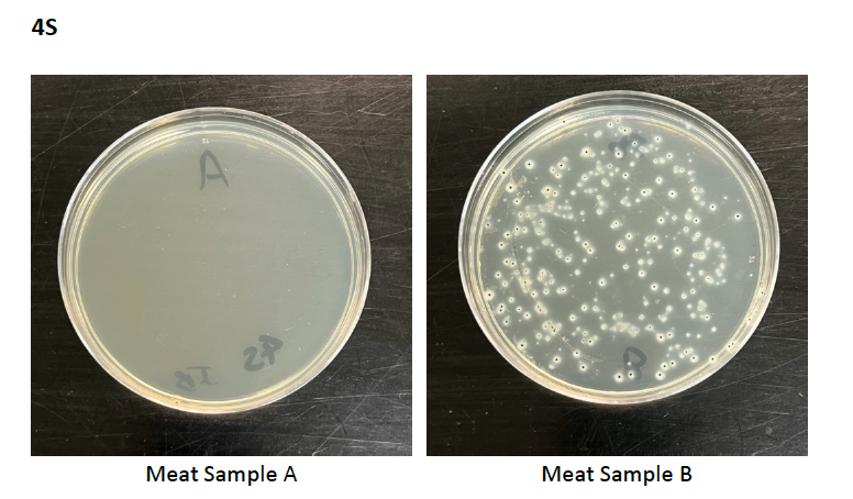 Solved 3.4 Microbiological examination of meat EMB Meat | Chegg.com