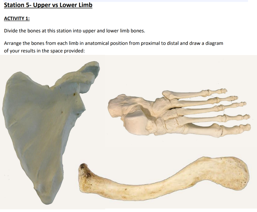 Solved Station 5- Upper Vs Lower Limb Activity 1: Divide The 