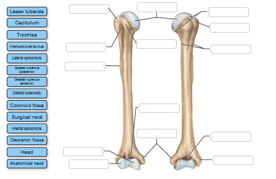 Solved Label the bone features (bone markings) of the