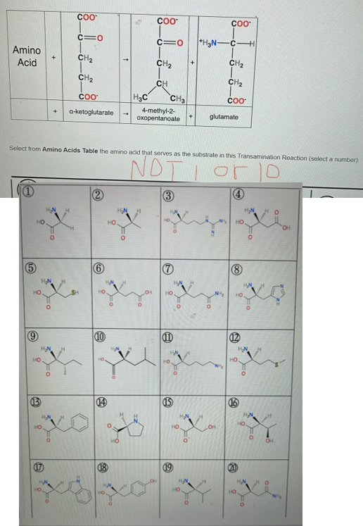 Solved Select from Amino Acids Table the amino acid that | Chegg.com