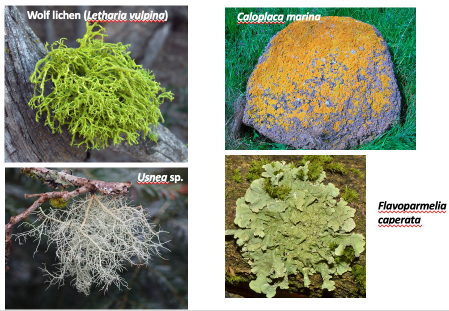 fruticose lichen diagram