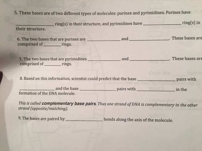 Solved These bases are of two different types of molecules: | Chegg.com