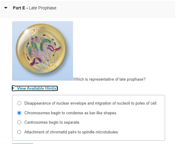 Solved Part E Late ProphaseWhich is representative of Biology Diagrams