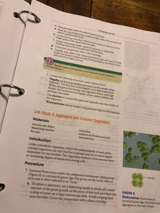 How can I write a method section based on this ? | Chegg.com