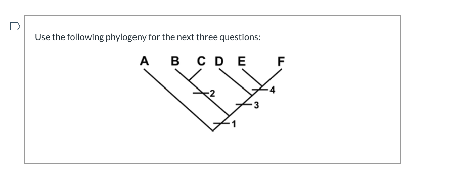 Solved Based on the phylogeny above: Which of the following | Chegg.com