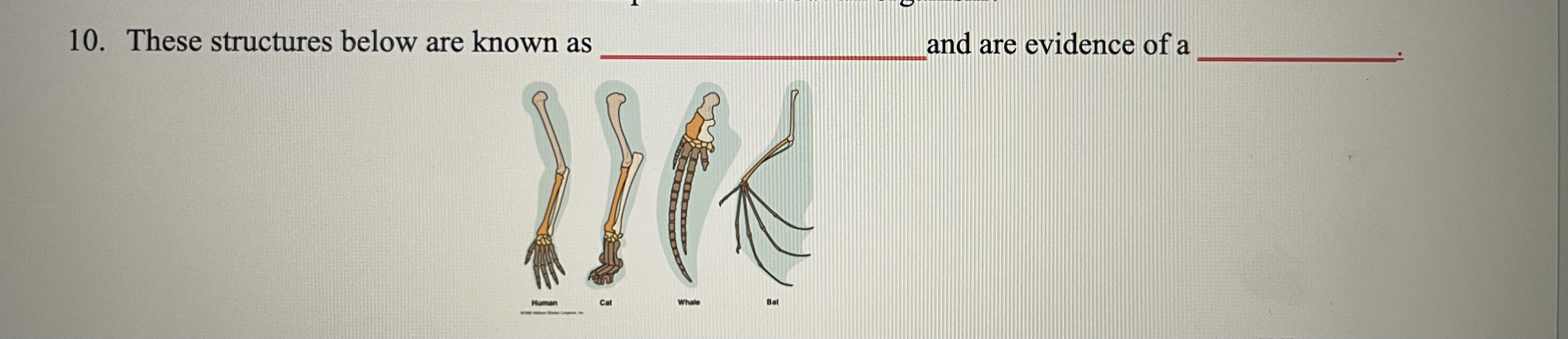Solved These structures below are known as and are evidence | Chegg.com