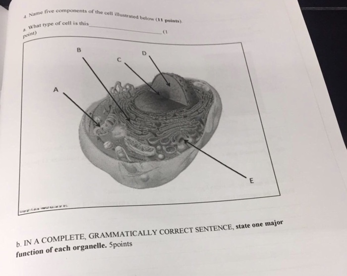 solved-name-five-components-of-the-cell-illustrated-below-chegg