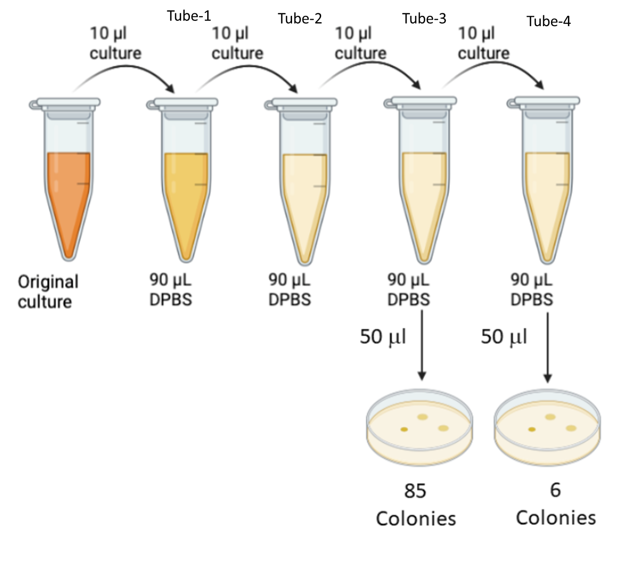 Solved Using the dilution scheme and colonyforming units