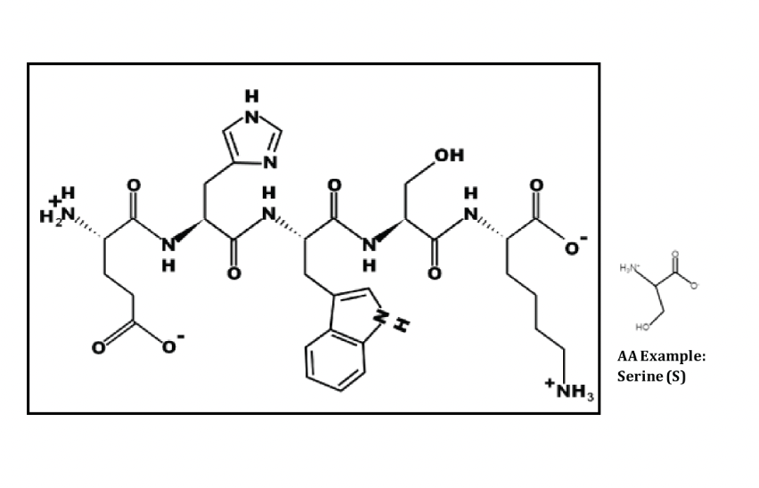 Solved what is the primary sequence of the peptide above chegg