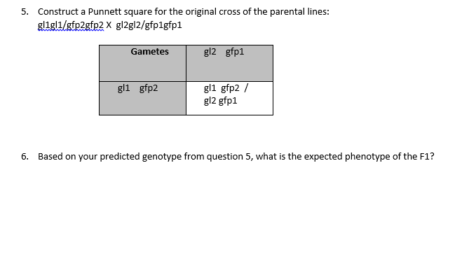 Solved 5. Construct a Punnett square for the original cross | Chegg.com