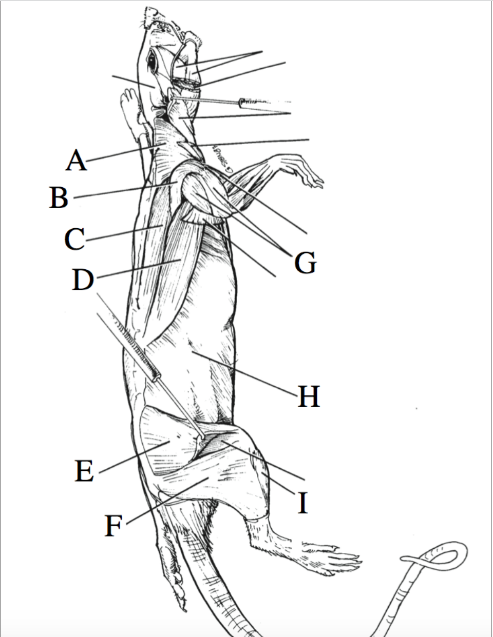 Solved Identify all of the indicated muscles using the | Chegg.com