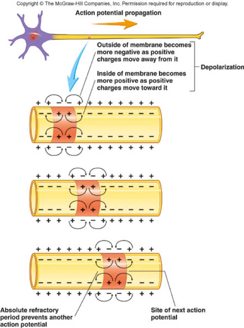 neuron depolarization