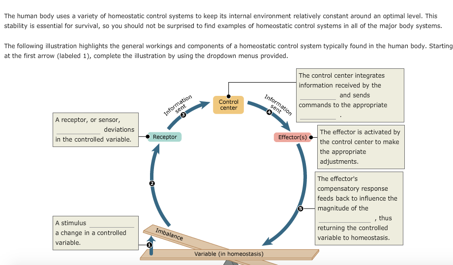 solved-the-human-body-uses-a-variety-of-homeostatic-contr-chegg