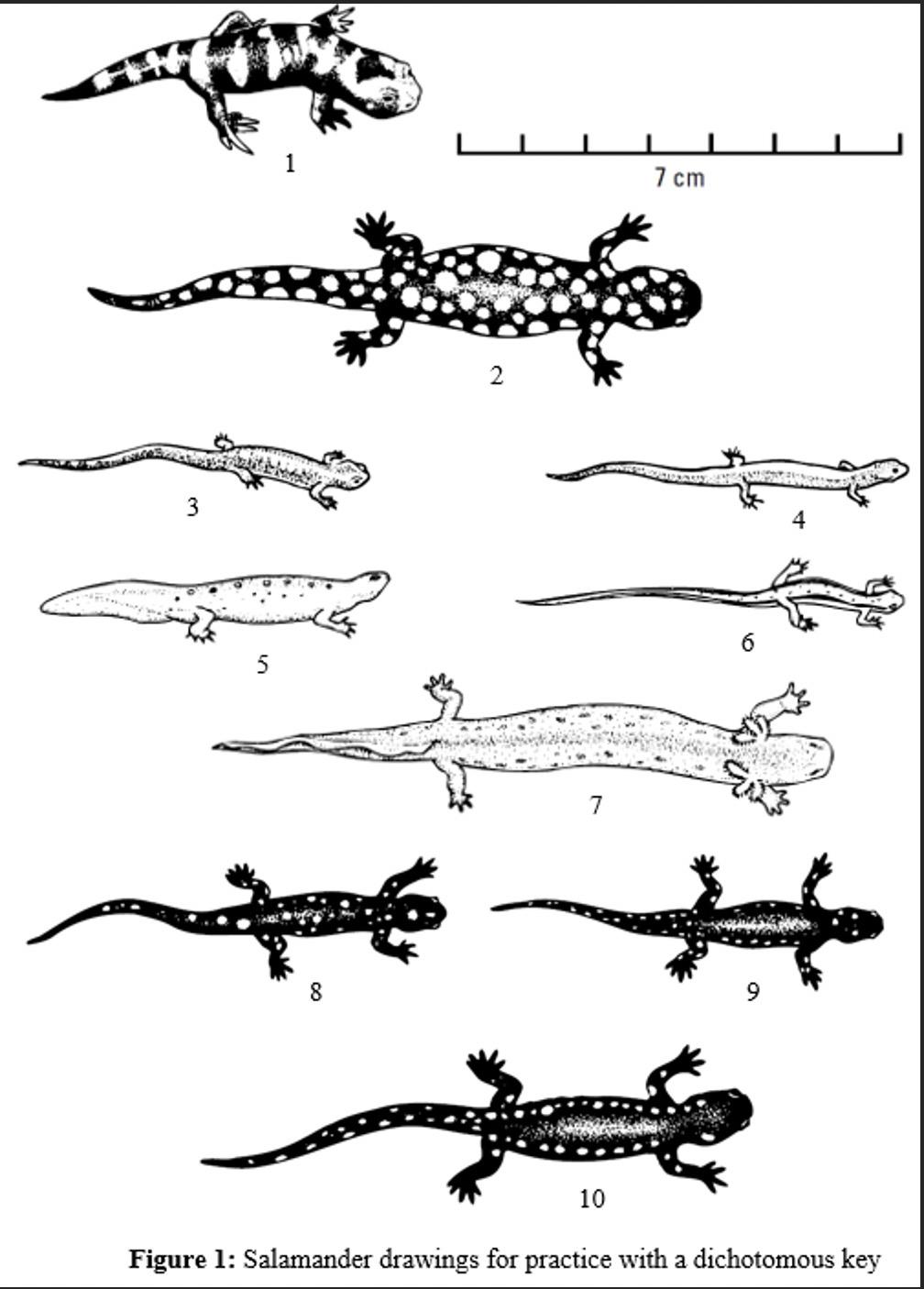 four toed salamander drawing