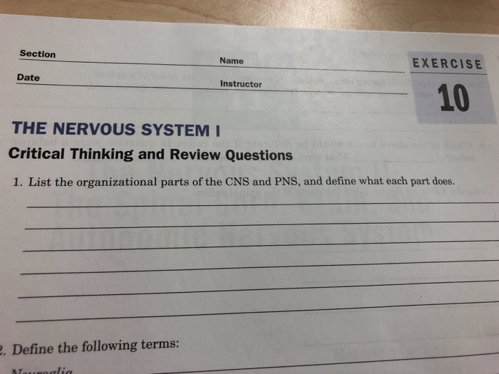 Solved Section EXERCISE Date 10 THE NERVOUS SYSTEM Critical | Chegg.com