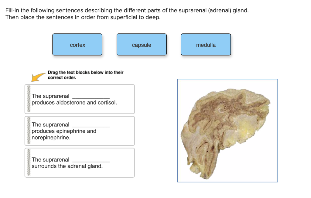 Fillin the following sentences describing the