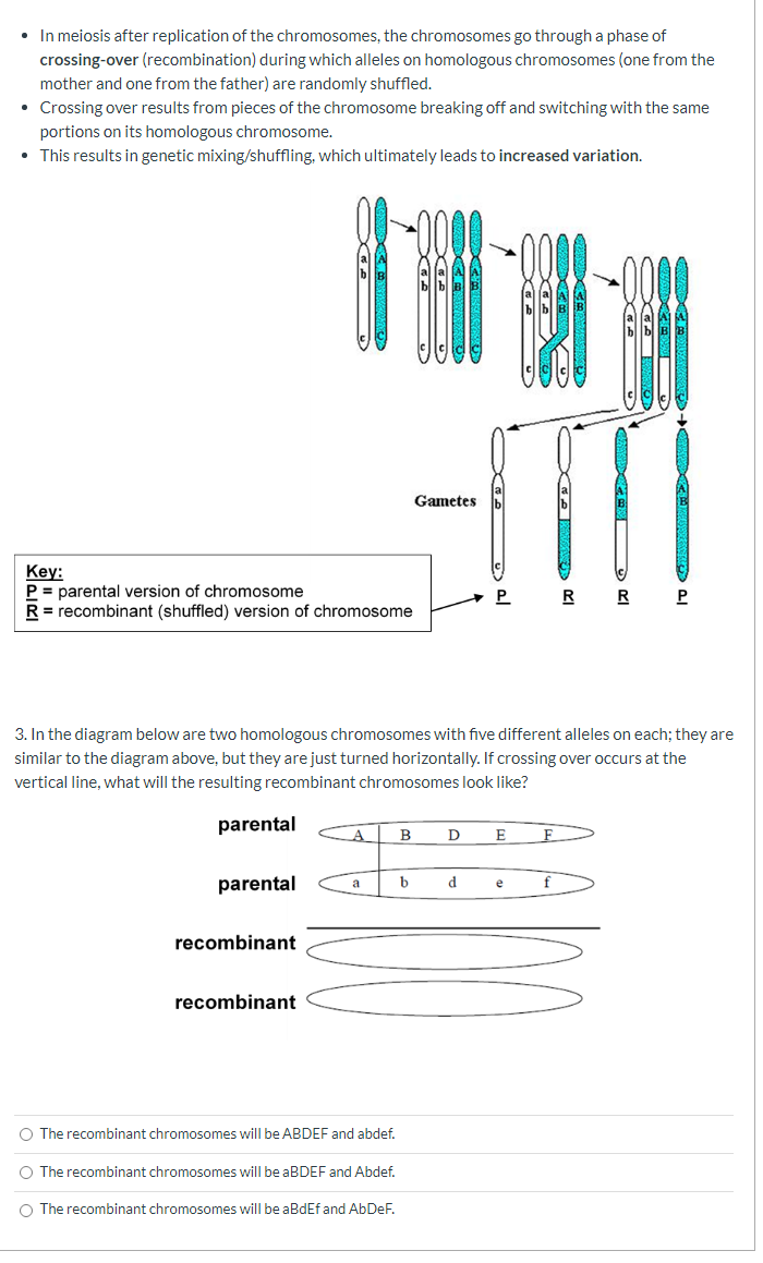 Solved Section D: Protein Synthesis • Your DNA molecule from | Chegg.com