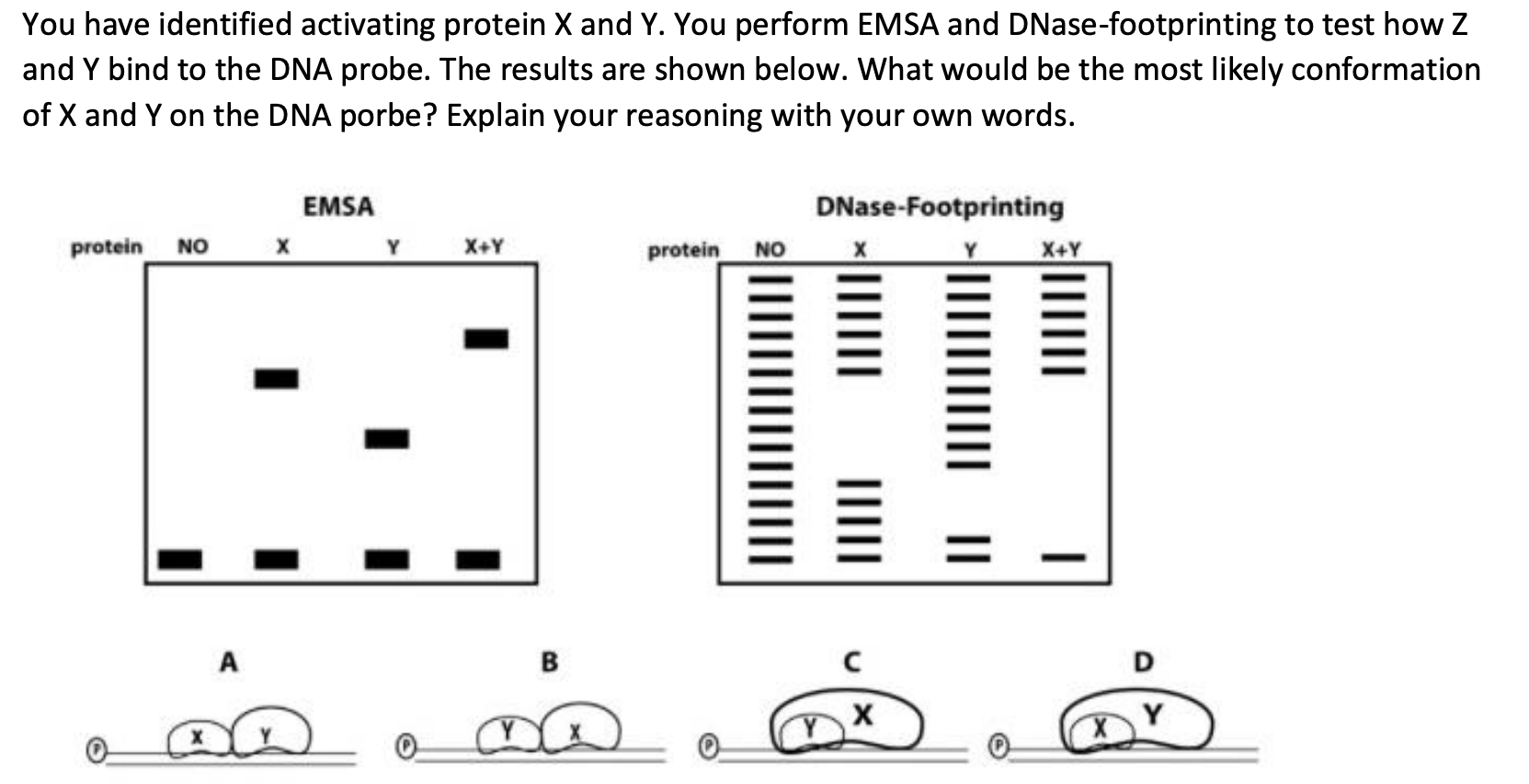 Solved You have identified activating protein X and Y. You | Chegg.com
