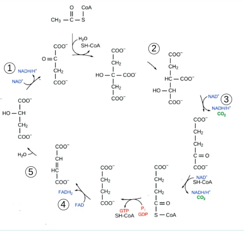 Find in the given pathway enzymes from 3 different