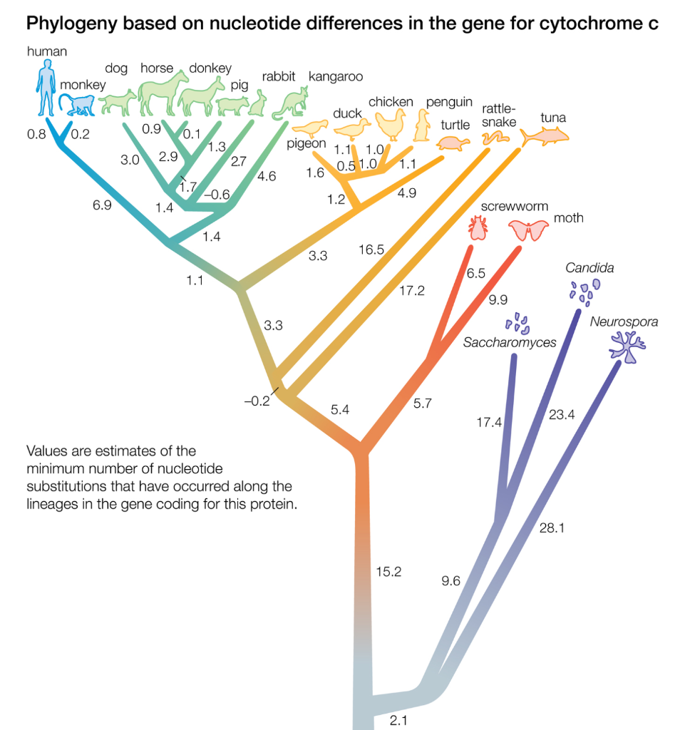 Solved Phylogeny based on nucleotide differences in the gene | Chegg.com