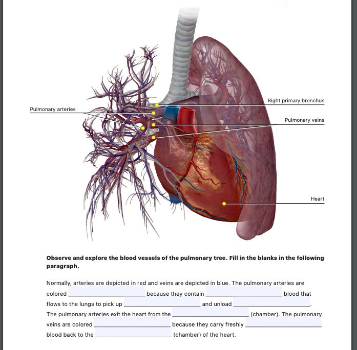 Solved Right Primary Bronchus Pulmonary Arteries Pulmonary
