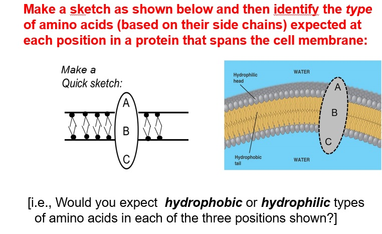 how to make hydrophobic amino acids into hydrophilic