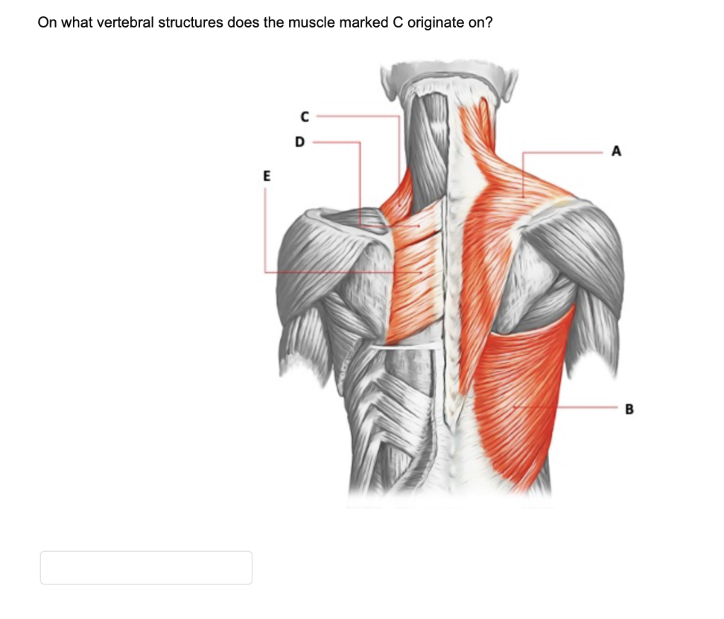 Solved On what vertebral structures does the muscle marked C | Chegg.com