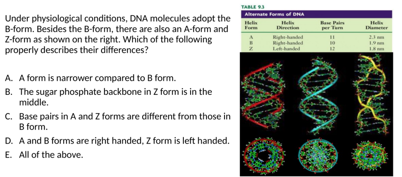a form b form z form dna a form b form z form dna