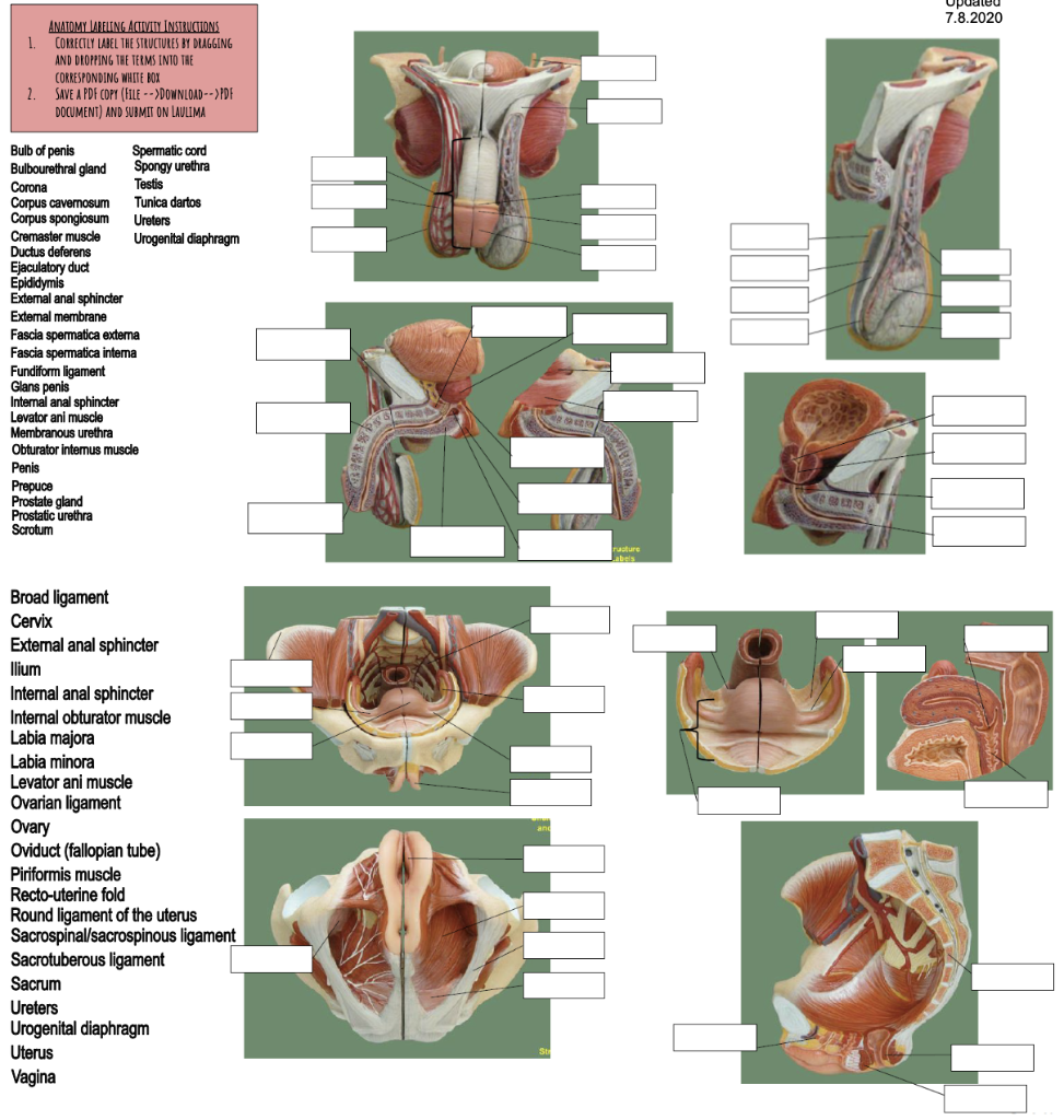 ANATOMY LABELING ACTIVITY INSTRUCTIONS 1. CORRECTLY | Chegg.com