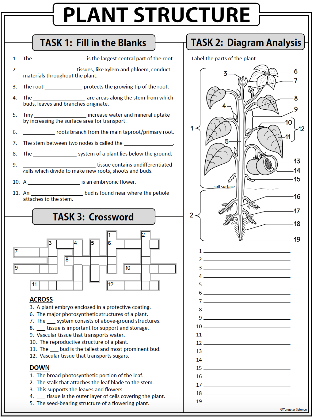 plant stem diagram blank