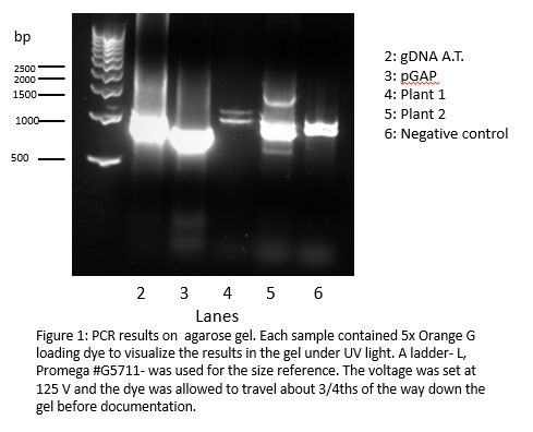 Solved a). Did the pGAP control plasmid generate PCR | Chegg.com