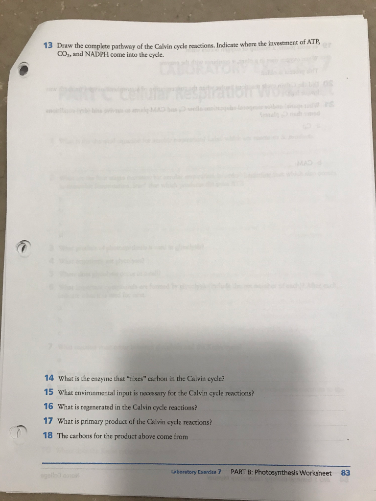 solved-13-draw-the-complete-pathway-of-the-calvin-cycle-chegg