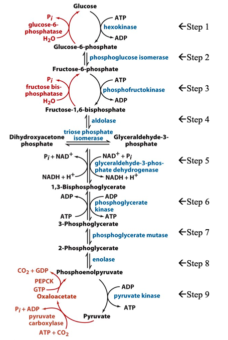 Solved Use the glycolysis/gluconeogenesis chart below to | Chegg.com