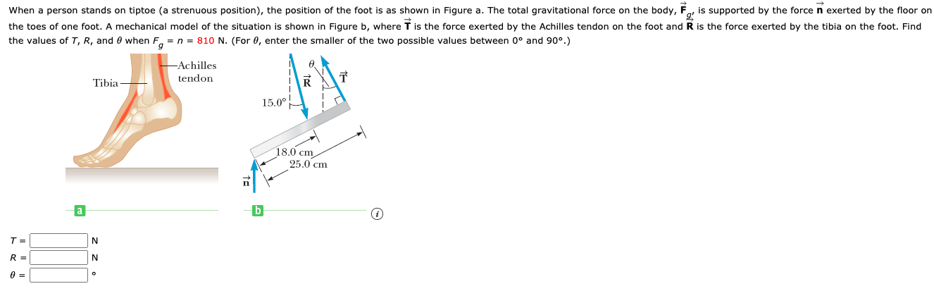 Solved When a person stands on tiptoe (a strenuous | Chegg.com