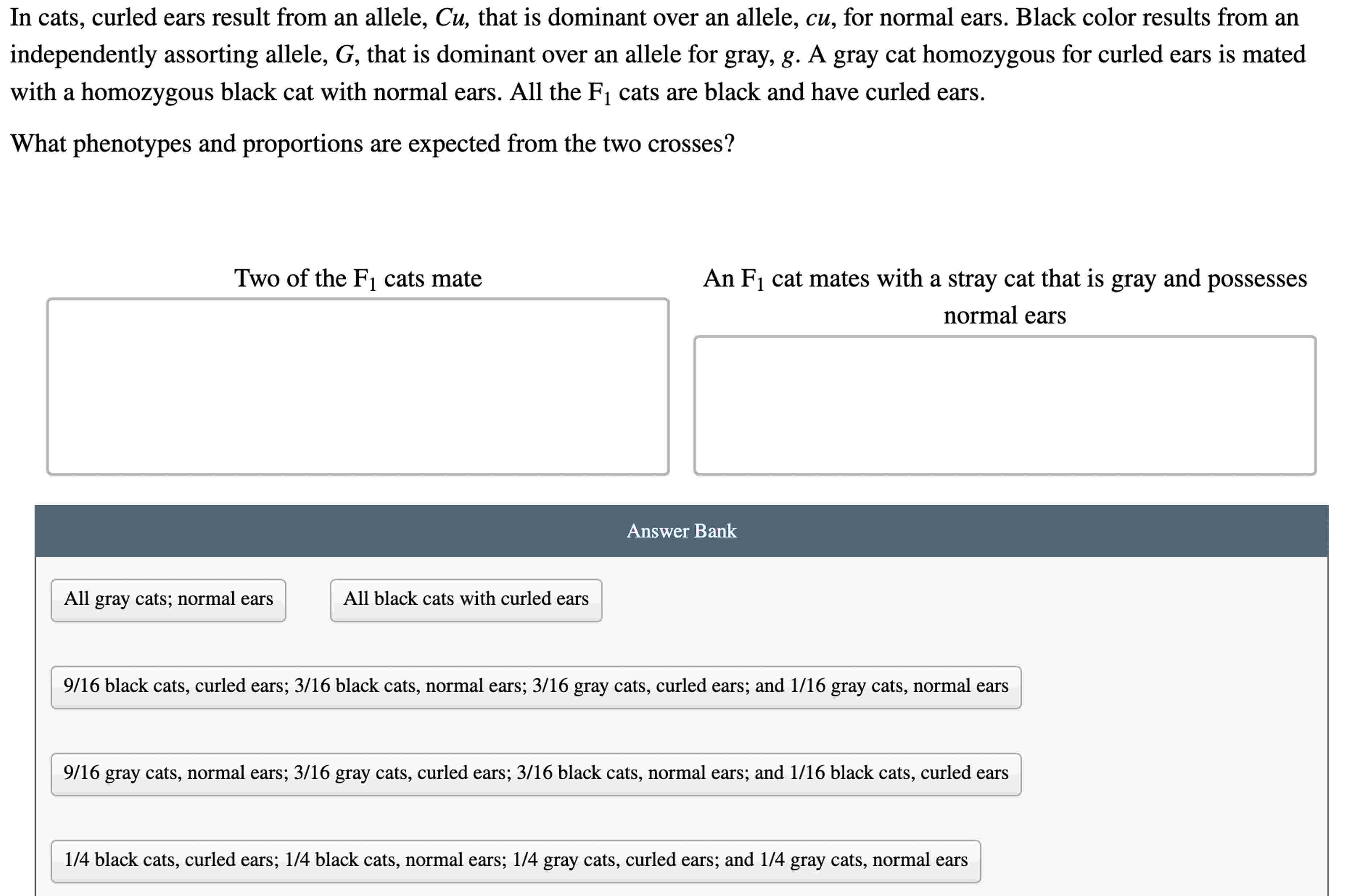 The Secret Of Curled Ears In Cats: It'S All In The Genes! - f6diu2u