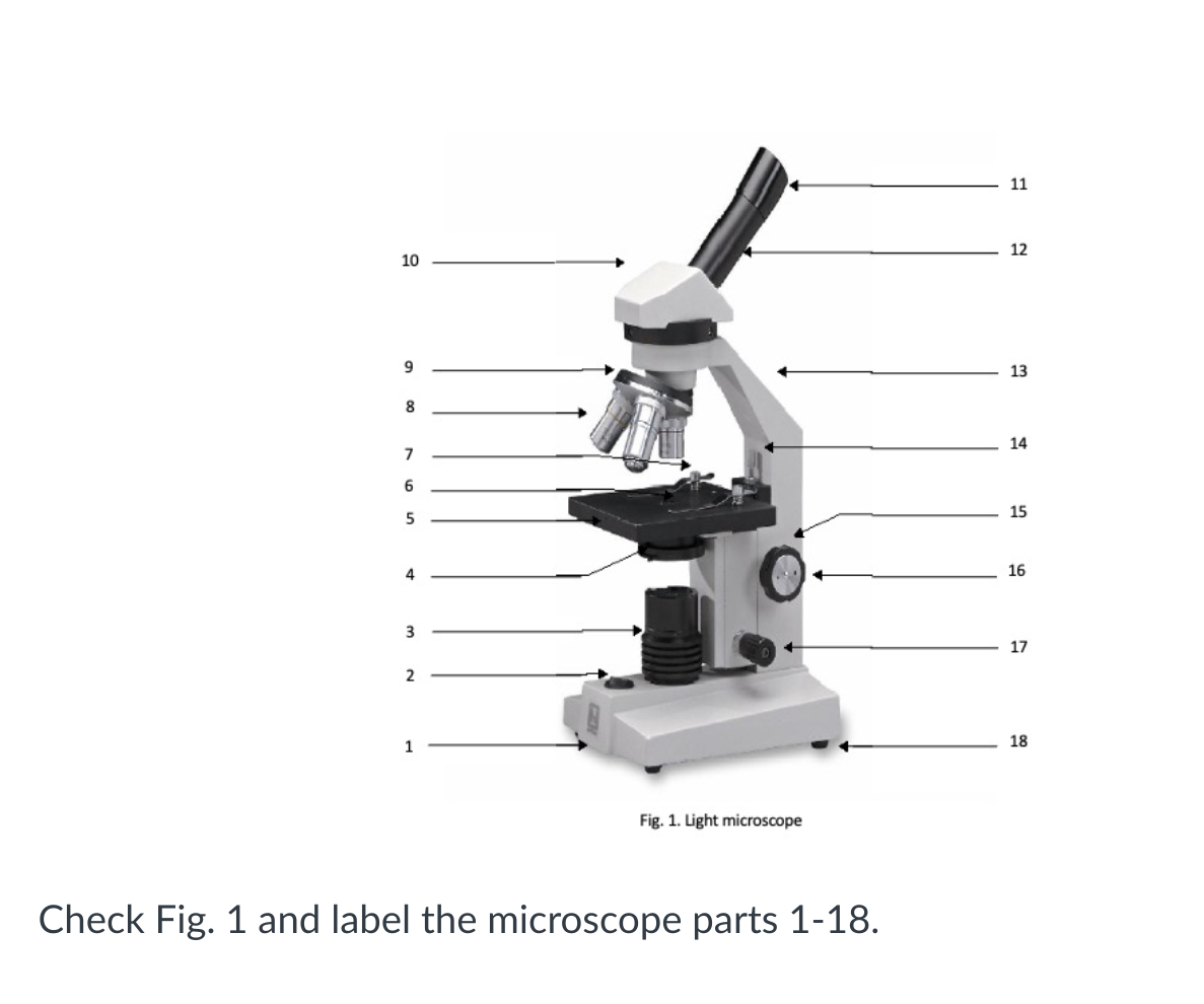 Parts Of A Microscope With Functions And Labeled Diagram, 59% OFF