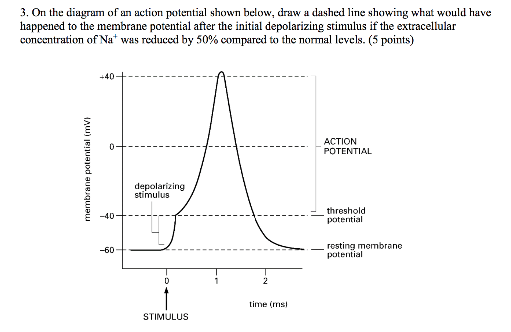 Solved 3. On the diagram of an action potential shown below, | Chegg.com